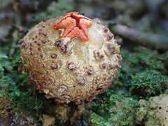 Calostoma junghuhnii