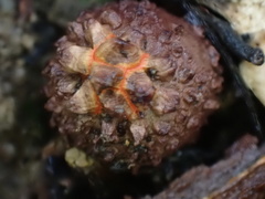 Calostoma junghuhnii