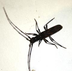 Trichopsathyrus modestus