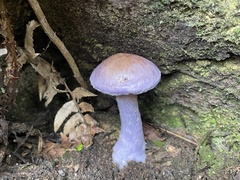 Calostoma junghuhnii