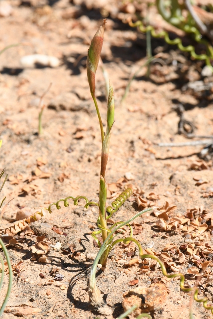 Moraea namaquana