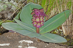 Eucomis humilis
