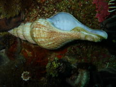 Africofusus ocelliferus