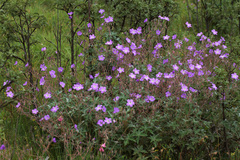 Geranium pulchrum