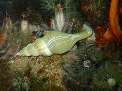 Africofusus ocelliferus