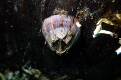 Amphibalanus variegatus