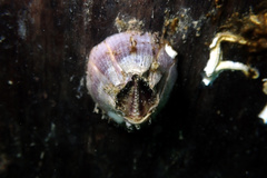 Amphibalanus variegatus