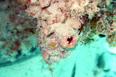 Pyuridae