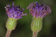 Senecio discodregeanus