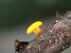 Dicephalospora rufocornea