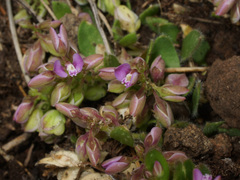 Polygala rhinostigma