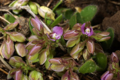 Polygala rhinostigma