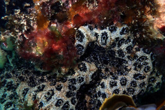 Aplidium lunacratum