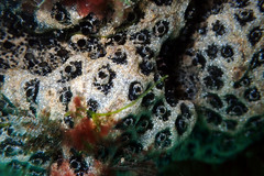 Aplidium lunacratum