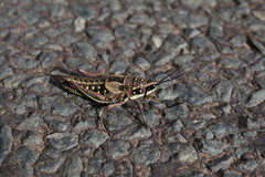 Monistria pustulifera