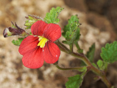 Jamesbrittenia breviflora