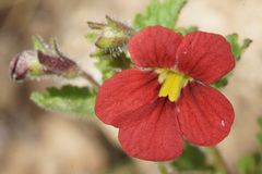 Jamesbrittenia breviflora