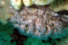Salmacina australis