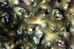 Galeolaria caespitosa