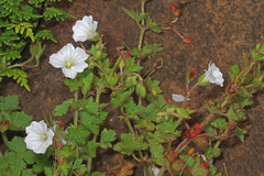Geranium wakkerstroomianum