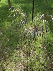 Brachychiton populneus