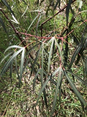 Brachychiton populneus