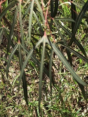 Brachychiton populneus