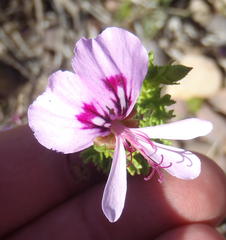 Pelargonium crispum