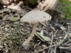 Leucocoprinus ianthinus