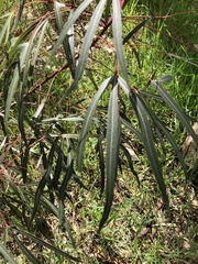Brachychiton populneus