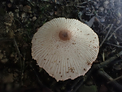Leucocoprinus ianthinus