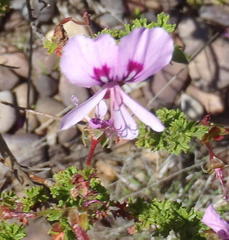 Pelargonium crispum