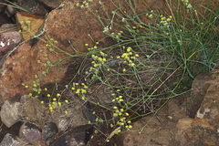 Bupleurum mundii