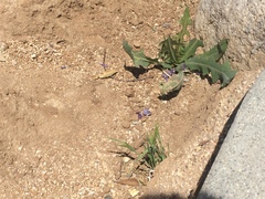 Solanum elaeagnifolium