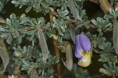 Lotononis sericophylla