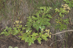 Polemannia montana