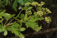 Polemannia montana