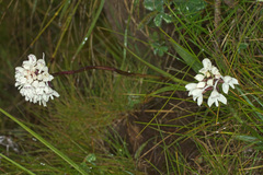 Disa cephalotes cephalotes