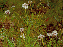 Disa cephalotes cephalotes