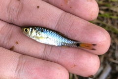 Rasbora vulgaris