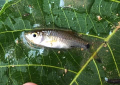 Rasbora vulgaris