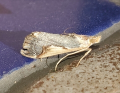 Loxostege albiceralis