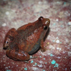Microhyla nilphamariensis