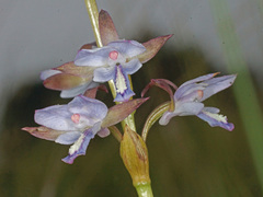 Eulophia zeyheriana