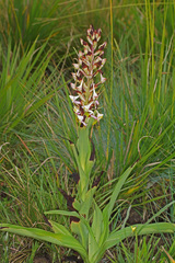 Disa cooperi