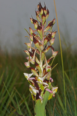 Disa cooperi