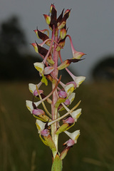Disa cooperi
