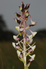 Disa cooperi