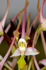 Disa cooperi