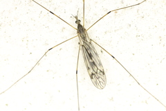 Tipula confusa